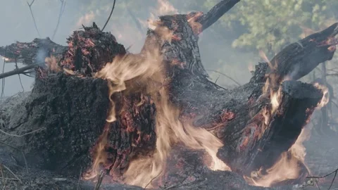 Prescribed Fire Operation with Flames and Smoke on Yurok Land Stock Footage 316650211