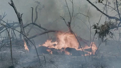 Prescribed Fire Operation with Flames and Smoke on Yurok Land Stock Footage 316650327