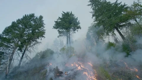 Prescribed Fire Operation with Flames and Smoke on Yurok Land Stock Footage 316650389
