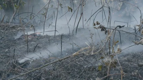 Prescribed Fire Operation with Flames and Smoke on Yurok Land Stock Footage 316650425