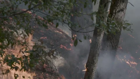 Prescribed Fire Operation with Flames and Smoke on Yurok Land Stock Footage 316650629