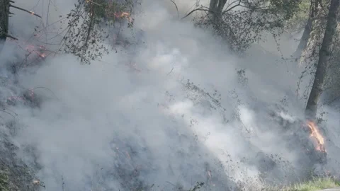Prescribed Fire Operation with Flames and Smoke on Yurok Land Stock Footage 316650654