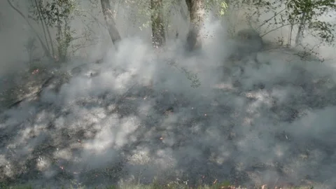 Prescribed Fire Operation with Flames and Smoke on Yurok Land Stock Footage 316650749