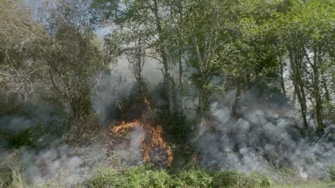 Prescribed Fire Operation with Flames and Smoke on Yurok Land Stock Footage 316651113