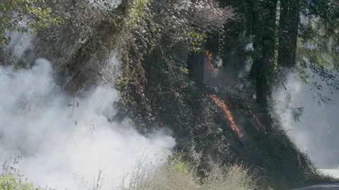 Prescribed Fire Operation with Flames and Smoke on Yurok Land Stock Footage 316651275