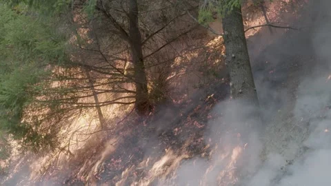 Prescribed Fire Operation with Flames and Smoke on Yurok Land Stock Footage 316651298