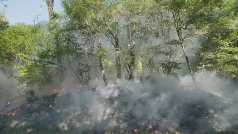 Prescribed Fire Operation with Flames and Smoke on Yurok Land Stock Footage 316651349