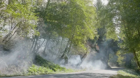 Prescribed Fire Operation with Flames and Smoke on Yurok Land Stock Footage 316651618