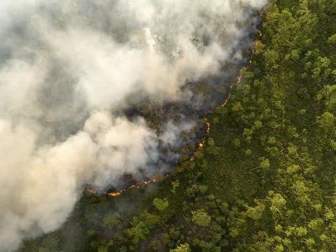 Prescribed fire set intentionally in Florida woodland, clearing undergrowth.. Stock Photos