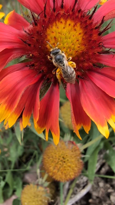 The presence of spring through a bee collecting pollen in a beautiful flower. Stock Footage 303831582
