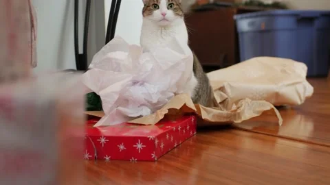 Present with Cat in Background Stock-Footage 145737334