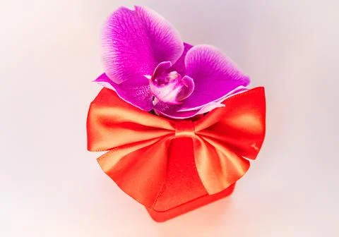 Present red box with red bow with Purple orchid flowers on isolated background Stock Photos