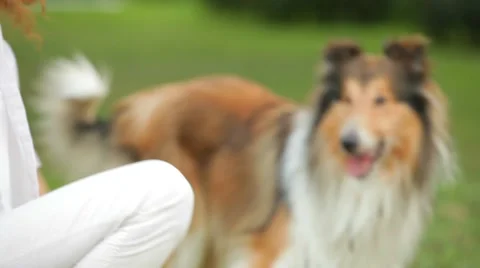 Presentation Of Dogs Video stock 51671561