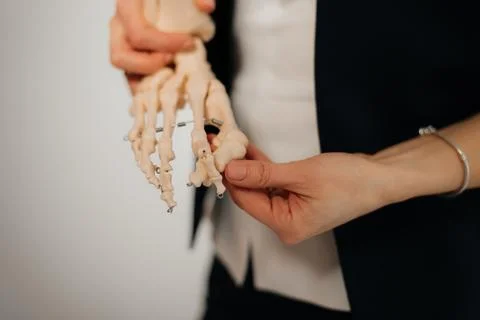 Presentation of human foot with drawing of bones on the skin, and model of foot Stock Photos