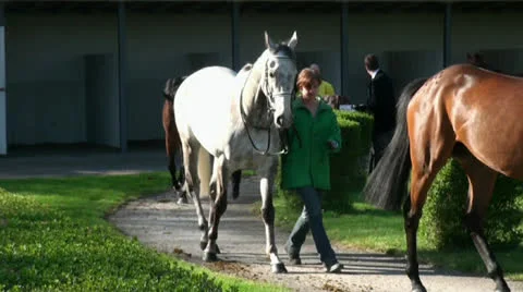 Presentation of Race Horses Stock Footage 22990874