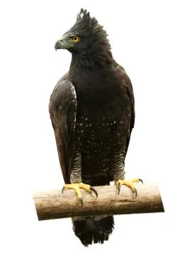 Presenting the Crested Eagle(Morphnus guianensis) against a white background Foto stock