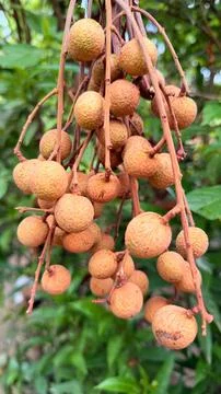 Presenting a detailed close-up capturing a cluster of ripe longan fruits susp Foto stock
