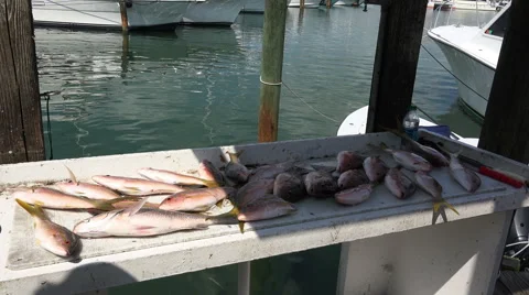 Presenting fresh caught fish 4K Stock Footage 68203747