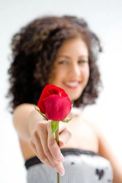 Presenting red rose Stock Photos