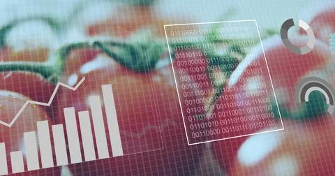 Presenting red tomatoes behind digital grid in greenhouse, with binary code 写真素材