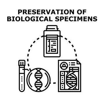 Preservation of biological specimens vector concept illustration Stock Illustration