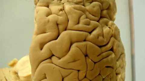 A preserve human brain in a bottle Stock Footage 48951444