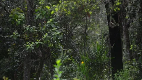 Preserve nature. mp4 動画素材 165983482