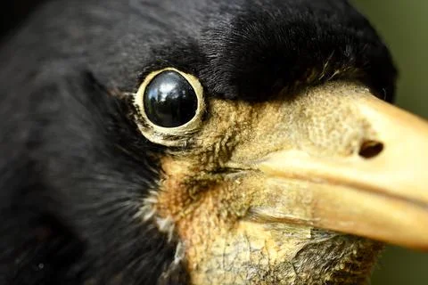 Preserved Crow Face Stock Photos