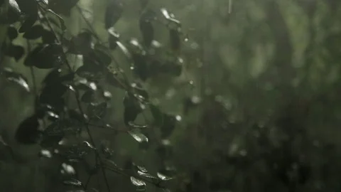 Preserved environment in an ecological park during heavy rain Stock Footage