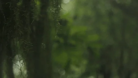 Preserved environment in an ecological park during heavy rain Stock Footage 93945929