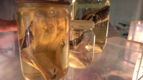 Preserved heads of snakes in jars Stock Footage 80933301