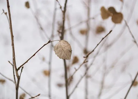 A preserved leaf on a tree branch against the background of other branches Foto stock