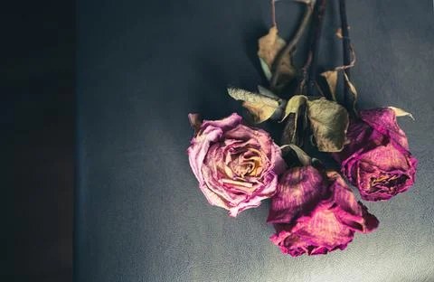 Preserved Roses Stock Photos