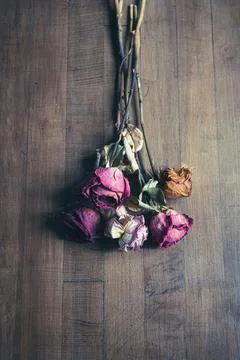 Preserved Roses Stock Photos