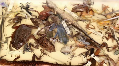 Preserved specimens of reptiles and amphibians Stock Footage