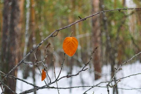 A preserved withered leaf on a bare tree branch in a winter forest Stock Photos