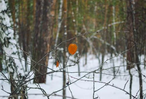 A preserved withered leaf on a bare tree branch in a winter forest Stock Photos