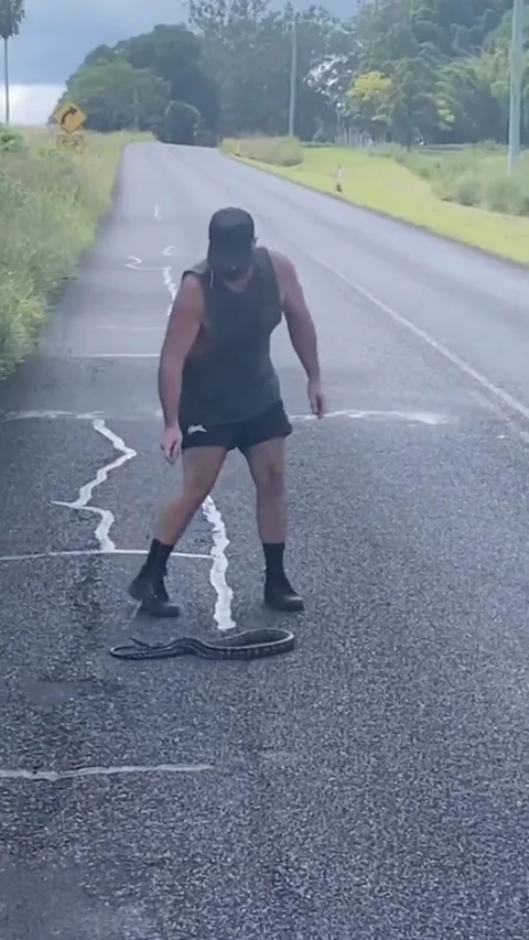 Preserving the Carpet Python, Cawongla, New South Wales, Australia - 25 Mar 2022 動画素材 249121114