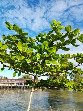 Preserving mangrove forests. Stock Photos