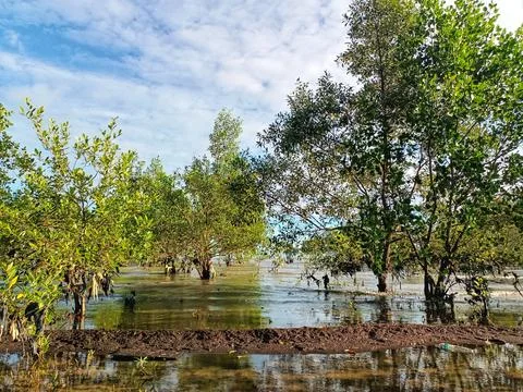 Preserving mangrove forests. Stock Photos