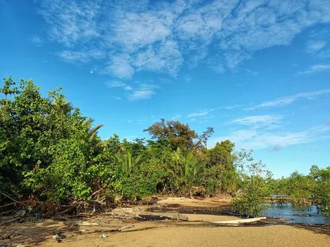 Preserving mangrove forests. Stock Photos