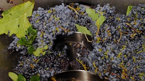  the press squeeze the grapes to make the wine- South of Italy 스톡 동영상 81186816
