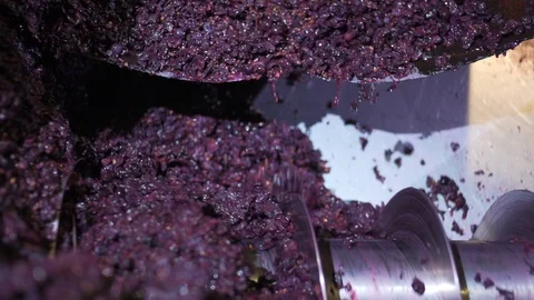 Press Squeezing Purple Grapes Stock Footage 86297434