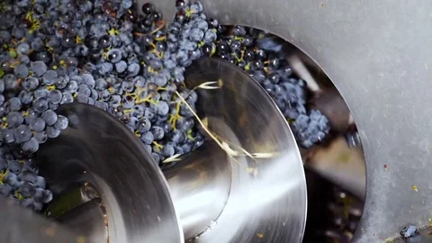 Press squeezing purple grapes- making wine in South of Italy- slow motion Stock Footage 80683560