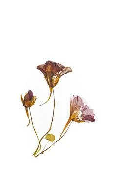 Pressed and dried delicate red flowers nasturtium Tropaeolum. Fotos Stock