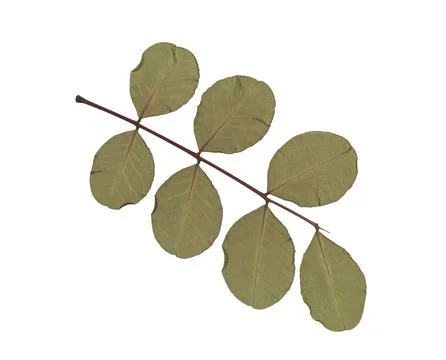 Pressed and dried flower isolated on white background. For use in floral Stock Photos