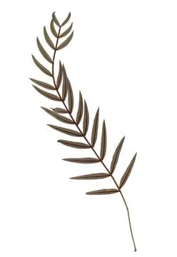 Pressed and dried leaves isolated on white background. For use in floral Stock Photos