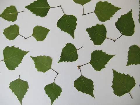 Pressed birch leaves on a white background Stock Photos