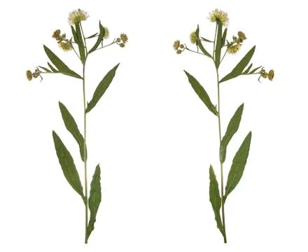 Pressed Dried branch spring field flower. Herbarium of wild flowers. Stock Photos