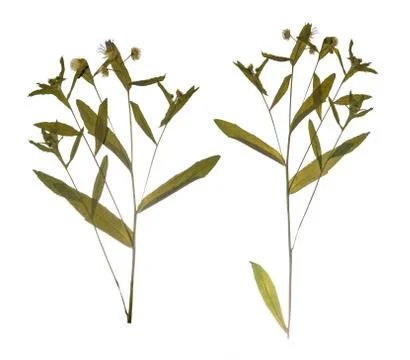 Pressed Dried branch spring field flower. Herbarium of wild flowers. Stock Photos